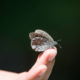 Effetto farfalla - cos'è - uym